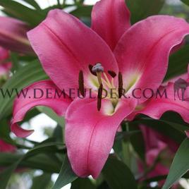 Lilium Robina 20/22 (x 125)
