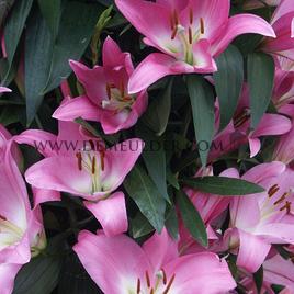 Lilium Tabledance 22/24 (x 100)