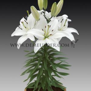 Lilium Sparkling Joy 12/14 (x )