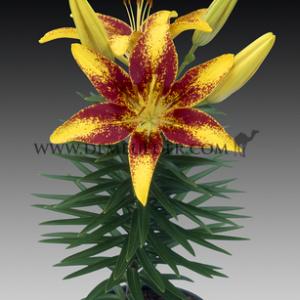 Lilium Tiny Nugget 14/16 (x 300)