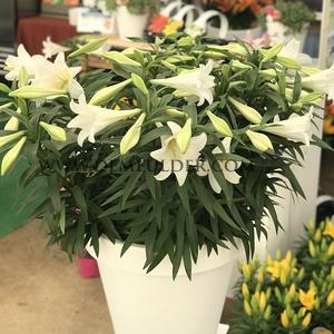 Lilium Miracle 14/16 (x 300)