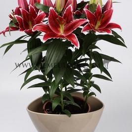 Lilium Sunny Keys 14/16 (x 300)