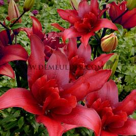 Lilium Bald Eagle 16/18 (x 200)