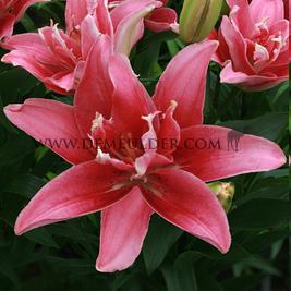 Lilium Double Lady 16/18 (x 200)