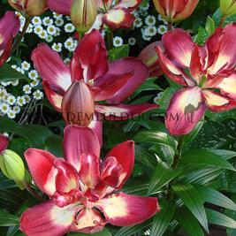 Lilium Double Sensation 16/18 (x 200)