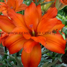 Lilium Eagle Eye 16/18 (x 200)