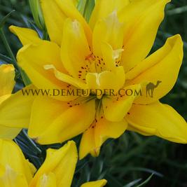 Lilium Fata Morgana 16/18 (x 200)