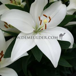 Lilium Bright Diamond 16/18 (x 200)