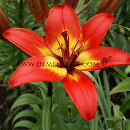 Lilium Forever Linda 16/18 (x 200)