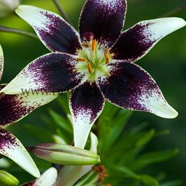 Lilium Netty's Pride 16/18 (x 200)