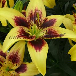 Lilium Pieton 16/18 (x 200)