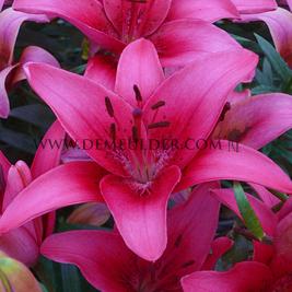 Lilium Pink County 16/18 (x 200)