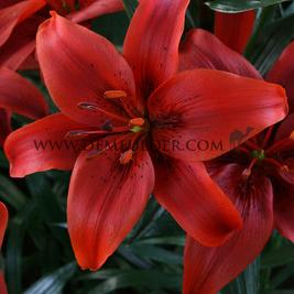 Lilium Red County 16/18 (x 200)