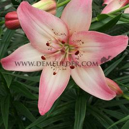 Lilium Rosella's Dream 16/18 (x 200)