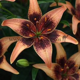 Lilium Whistler 16/18 (x 200)