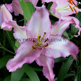 Lilium Brasilia 16/18 (x 200)