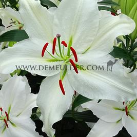 Lilium Puresse 16/18 (x 200)