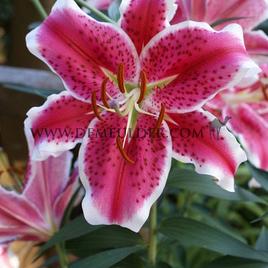 Lilium Stargazer 18/20 (x 150)
