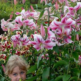 Lilium Anastasia 16/18 (x 200)