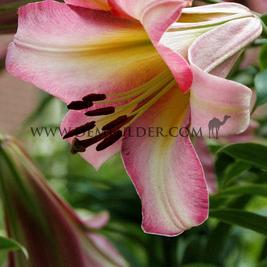 Lilium Beijing Moon 18/20 (x 150)