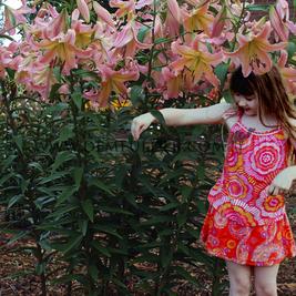 Lilium Elusive 16/18 (x 200)