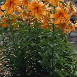 Lilium Orange Space 16/18 (x 200)
