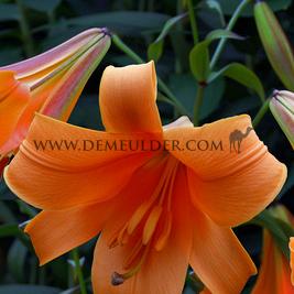 Lilium African Queen 16/18 (x 200)