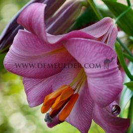 Lilium Pink Perfection 16/18 (x 200)