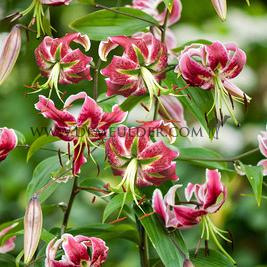 Lilium Black Beauty 16/18 (x 200)