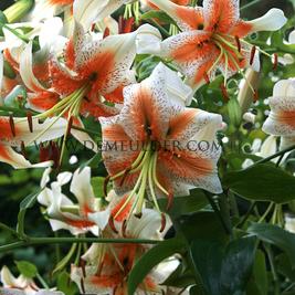 Lilium Lady Alice 16/18 (x 200)