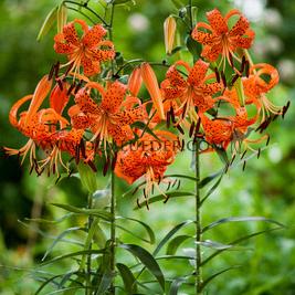 Lilium Splendens 18/20 (x 150)