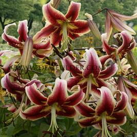 Lilium Scheherezade 18/20 (x 150)
