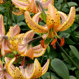 Lilium Guinea Gold 16/18 (x 200)
