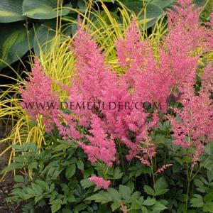 Astilbe Rheinland 2/3 (x 25)