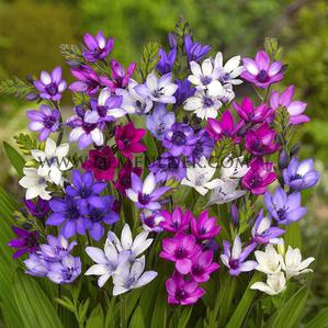 Babiana Stricta 5/+ (x 250)