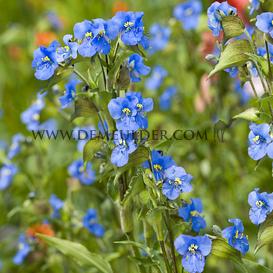 Commelina Commelina Blue I (x 100)