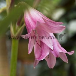 Crinum Powellii 24/+ (x 100)