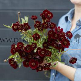 Cosmos Atrosanguineus I (x 100)