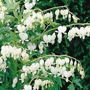 Dicentra Spectablis Alba 4/+ (x 250)