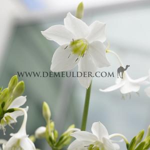 Eucharis Amazonica I (x 100)