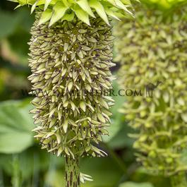 Eucomis Bicolor 14/16 (x 250)