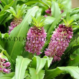 Eucomis Sparkling Burgundy 14/+ (x 250)