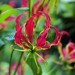 Gloriosa Rothschildiana 20/+ (x 100)