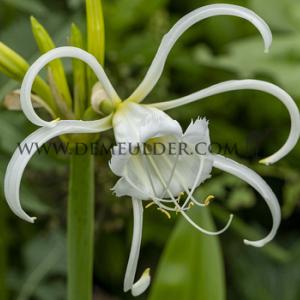 Hymenocallis Festalis 14/16 (x 250)