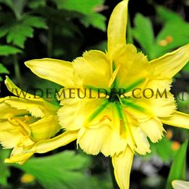 Hymenocallis Sulphur Queen 14/+ (x 250)