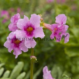 Incarvillea Delavayi I (x 100)