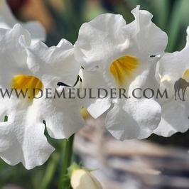 Incarvillea Snowtop I (x 100)