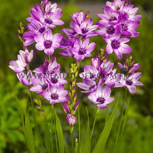 Ixia Blue Bird 5/+ (x 250)