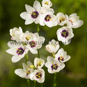 Ixia Spotlight 5/+ (x 250)