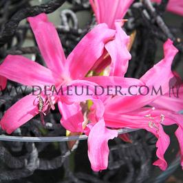 Nerine Pink 14/+ (x 250)